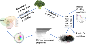 Imagen blog de Connection between miRNA Mediation and the Bioactive Effects of Broccoli (Brassica oleracea var. italica): Exogenous miRNA Resistance to Food Processing and GI Digestion
