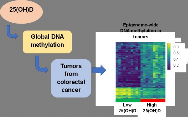 Imagen blog de An Epigenetic Signature is Associated with Serum 25-Hydroxyvitamin D in Colorectal Cancer Tumors